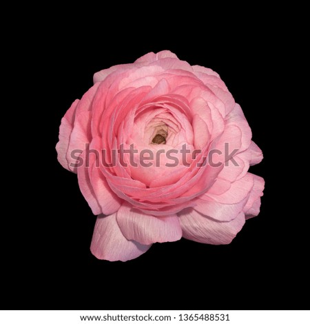 Detailed fine art still life color macro of an isolated single fully opened pink buttercup blossom on black background in vintage painting style