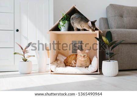 Two cats in wooden cat house living room scandinavian modern interior