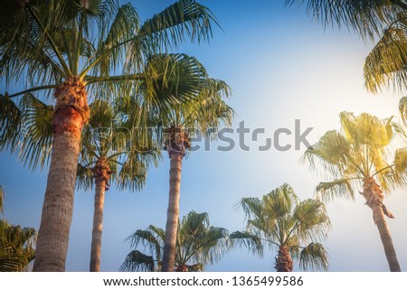 Beautiful tropical sunset with palm trees. horizontal picture