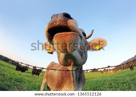 Wide-angle shot of a curious brown cow with horns in a pasture
