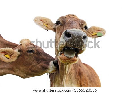 Funny cow photo. A cow stuffs another cow and this one screams Muh
 Royalty-Free Stock Photo #1365520535