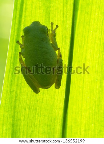 A Tree Frog Is Sitting On A Backlit Leaf That Is Shot From