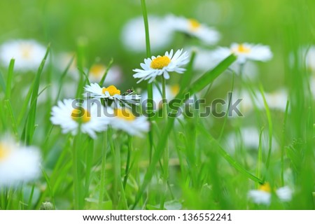 Bug (insect) is walking around flower daisy