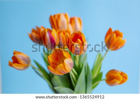 Spring orange tulips in a vase on blue background