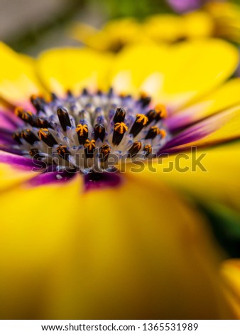 Macro of a yellow daisy flower with the focus on the stamen, pistils and petals