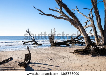 Botany Bay beach, Edisto Island, South Carolina, USA Royalty-Free Stock Photo #1365533000