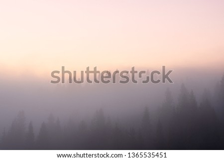 Misty fog in fir forest on mountain hills. Sunrise warm color toning.