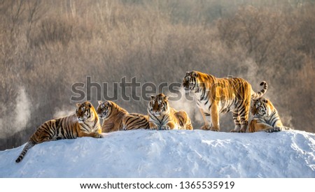 Several siberian (Amur) tigers on a snowy hill against the background of winter trees. China. Harbin. Mudanjiang province. Hengdaohezi park. Siberian Tiger Park. Winter. Hard frost.  Royalty-Free Stock Photo #1365535919