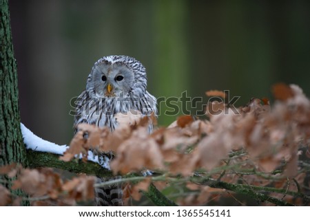Closeup detail of awny owl sitting on branch between orange leaves 