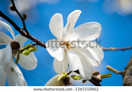 white magnolia bloom