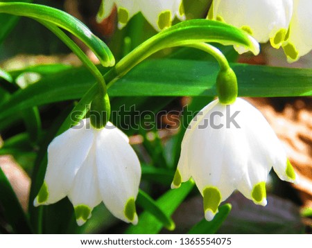 flowers of spring snowflake, Leucojum vernum,
