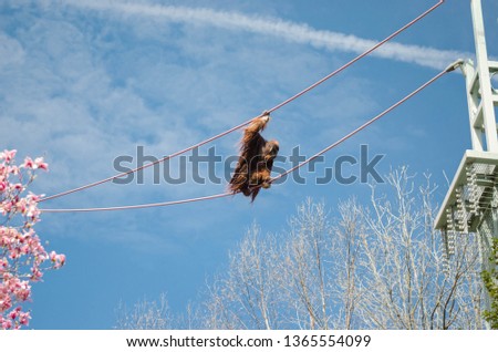 monkey on the rope. Smithsonian National Zoological Park. Washington DC. Orangutan