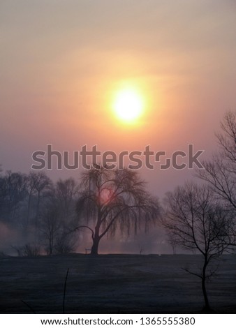 Beautiful sunset landscape with the willow trees near the lake. Trees in the haze.