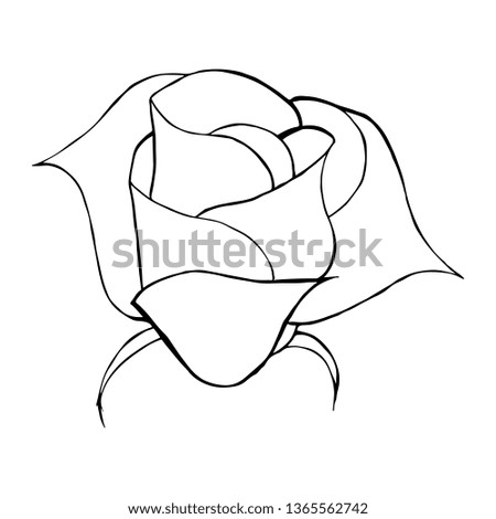 Hand Drawn Vector Illustrations Of Abstract Rose Flower Isolated on White. Hand Drawn Sketch of a Flower.