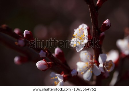 Flowering branch of apricot tree. Spring flowering trees. Macro photography of an open flower.