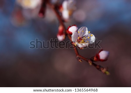 Flowering branch of apricot tree. Spring flowering trees. Macro photography of an open flower.