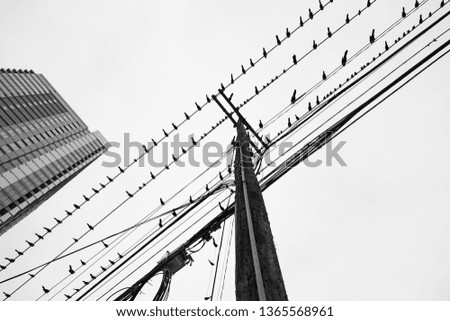 Birds sitting along telephone lines with skyscraper from below