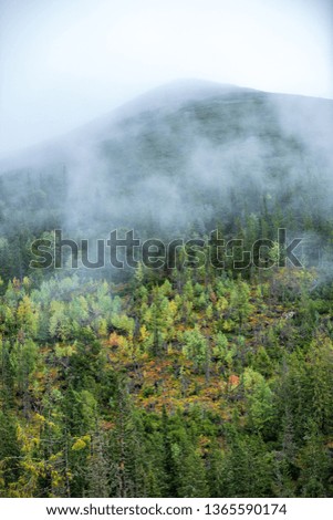 mist rising from valleys in forest in slovakia Tatra mountains. sunny day seen from above, walking above clouds