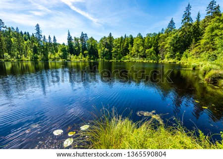 scenic forest lake in sunny summer day with green foliage and shadows. calm water with reflections of clouds