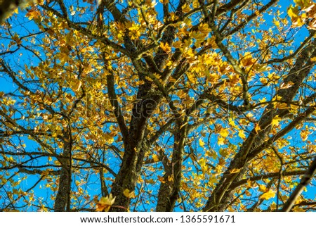 autumn golden colored park with trees and sun rays in fall in sunny days