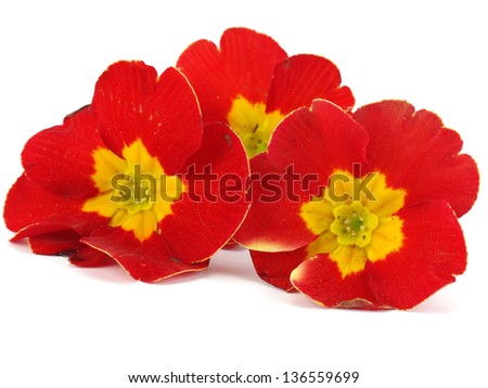 Red primula flowers on a white background