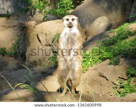 A lone meerkat standing on alert at the Santa Barbara Zoo in California