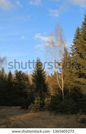 Forest landscape in the rays of the setting sun.