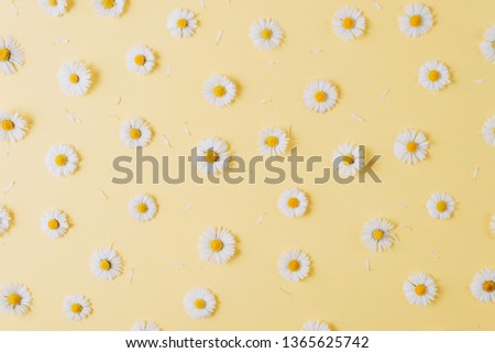 Flowers composition. Pattern made of chamomiles, petals on pastel yellow background. Spring, summer concept. Flat lay, top view, copy space