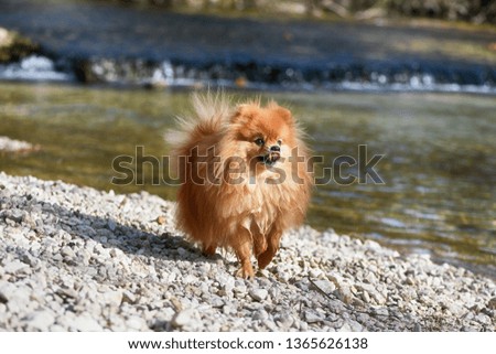Fluffy wet dog runs along the river bank