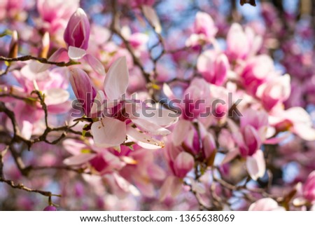 Close up photo of beautiful pink flower magnolia tree in the Margaret Island - Budapest, Hungary.