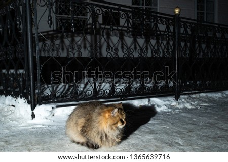 the cat sits in the snow at night near the fence