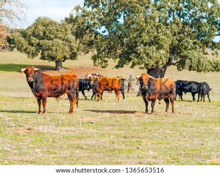 Fighting bulls in the dehesa in Salamanca (Spain). Ecological extensive livestock concept Royalty-Free Stock Photo #1365653516