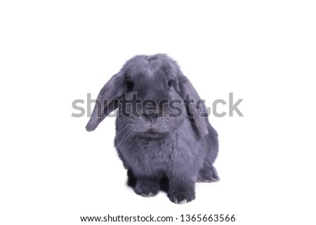 Beautiful grey rabbit in front of a white background