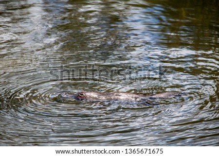 Platypus in river