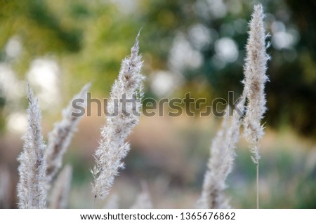 Dry reed on the lake, reed layer, reed seeds. Golden reed grass in the fall in the sun. Abstract natural background. Closeup image.