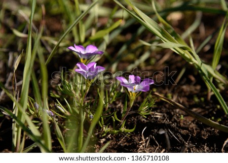 Purple Wild Flower Blooms