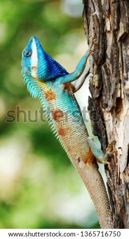 Chameleon on the tree