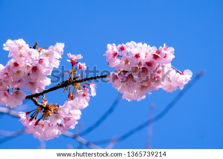 Beautiful cherry blossom sakura blooming against blue sky full bloom in spring season
