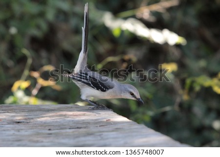  tropical mockingbird (Mimus gilvus)