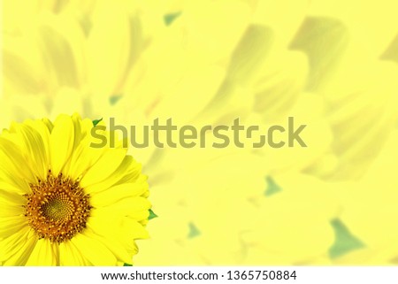 yellow colorful flower blur background