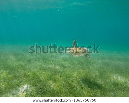 Underwater picture of a green sea turtle in the Caribbean