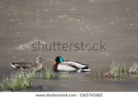 Male and Female Mallard ducks.