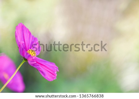 In this flower photo, a hot pink cosmos flower with a fuzzy yellow center opens into a beautiful, hazy yellow and green background. Close-up, macro picture with space for text.