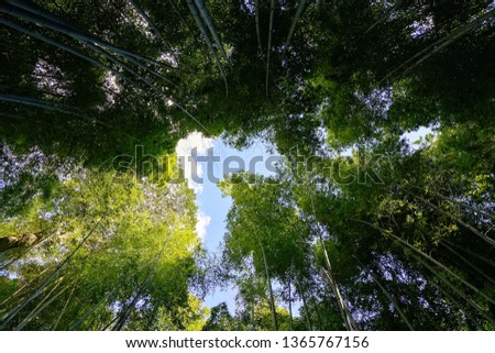 Bamboo tree and the blue sky with beautiful cloud in Kyoto 