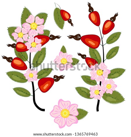 Set of dog rose. Vintage botanical hand drawn illustration of briar flowers, buds, berries and leaves