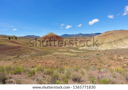 Wildflowers at the Painted Hills of Oregon, John Day Fossil Beds National Monument