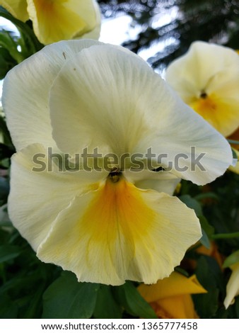 white pansy flower with yellow in a garden in winter season 