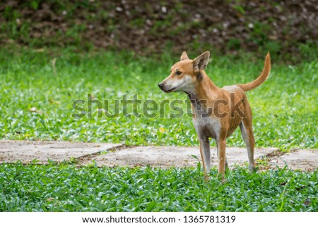 young little yellow dog on park