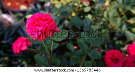 beautiful of pink rose,A closeup image of pink roses,natural photography, flowers backgound,pink garden rose blooming in summer,selective and solf focus.