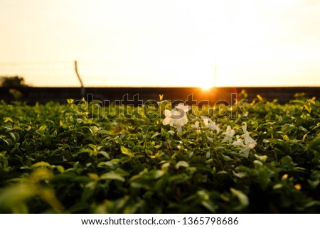 background green flower